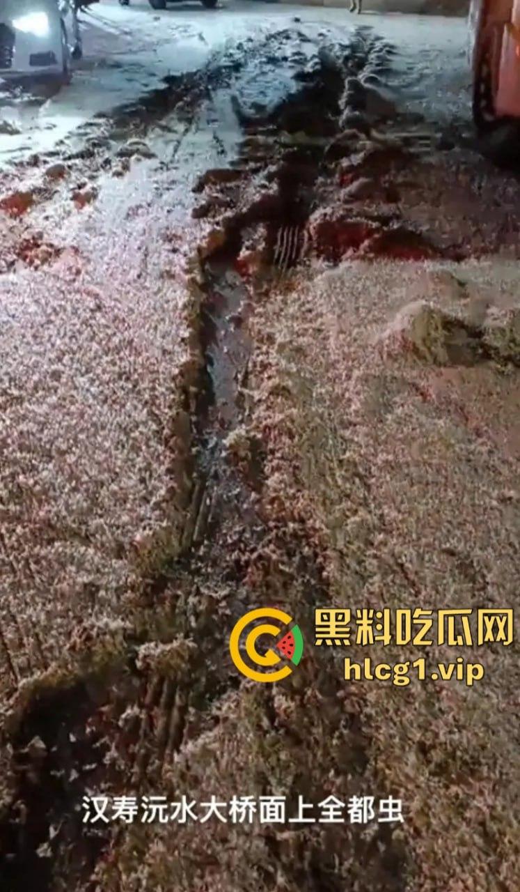 密集恐惧症慎入!湖南常德汉寿沅水大桥 飞虫像下雪一样“至少上10亿只‘’-3