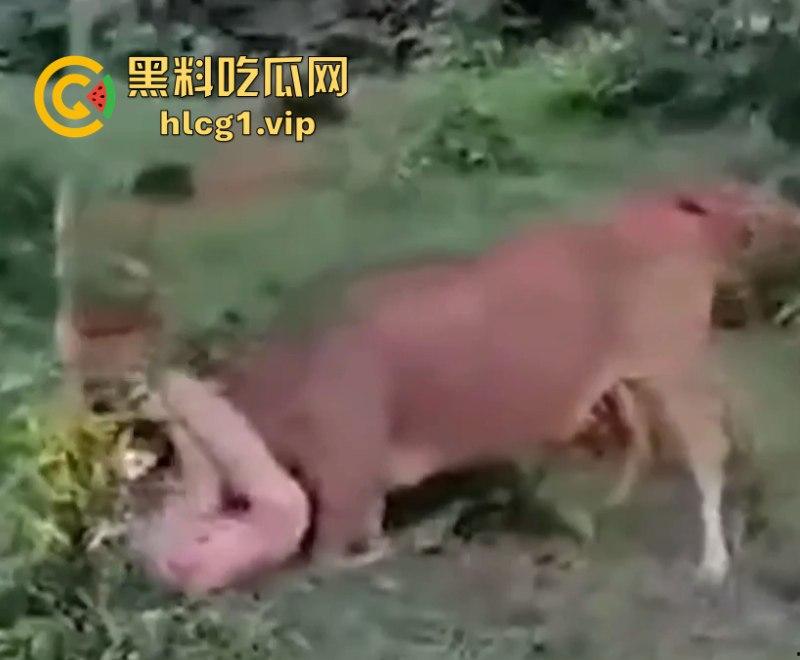 泰国一名26岁俄罗斯男子试图强奸牛妈妈 反被牛妈妈反杀！-9