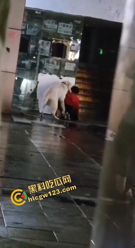 成都00后小孩哥街头遛狗变骚戏，大街上让狗日得嗷嗷浪叫，母0贱态趴在地上撅着屁股让狗抱！-7