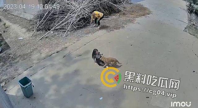 恶犬咬人!遛狗不牵绳 等于狗遛狗 狗首先是畜生 其次才是人类的朋友-5