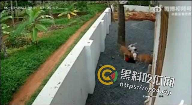 恶犬咬人!遛狗不牵绳 等于狗遛狗 狗首先是畜生 其次才是人类的朋友-7
