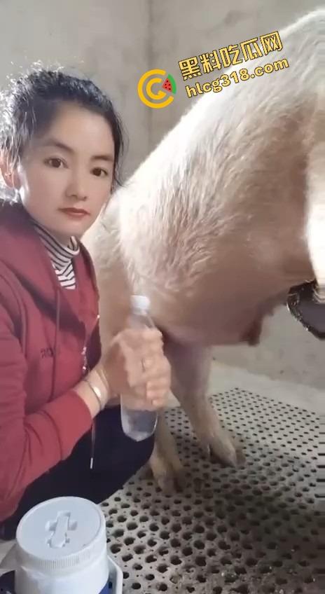 美女上岗第一天就被安排帮猪撸取精，手法娴熟动作老练，取精现场表情管理拉满-1