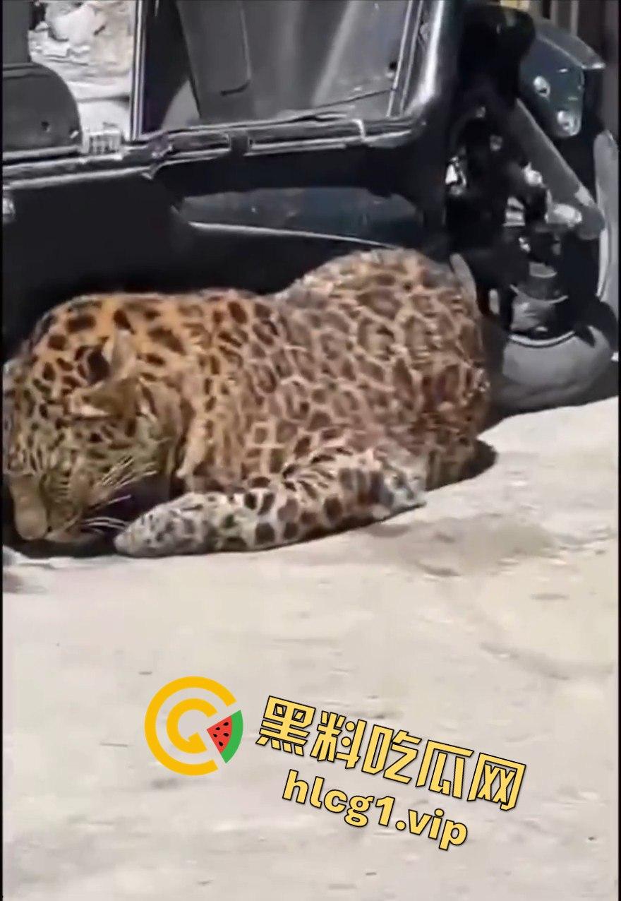 甘孜白玉县城惊现贵宾！金钱豹进城，周围居民直接呆住！-4