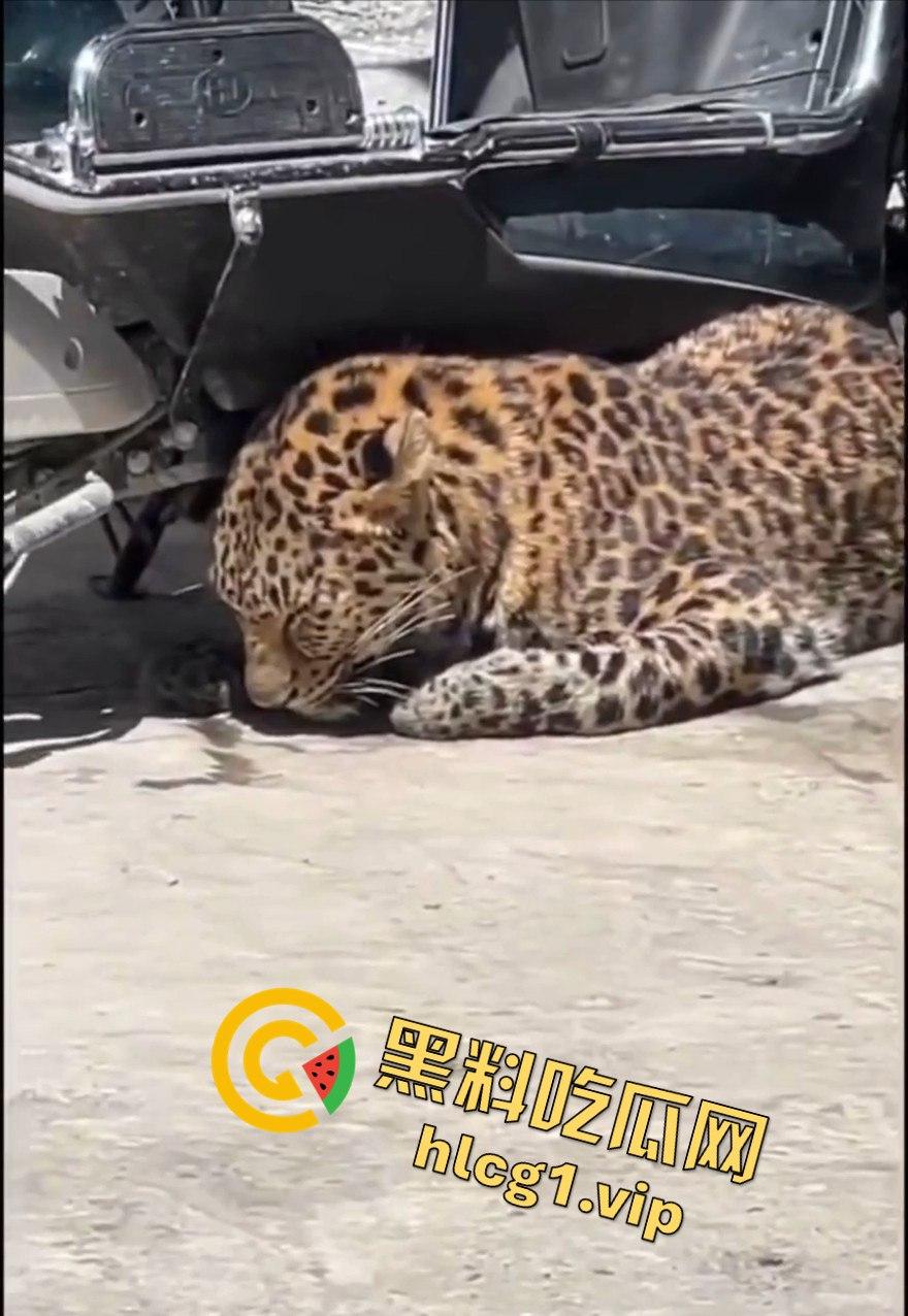 甘孜白玉县城惊现贵宾！金钱豹进城，周围居民直接呆住！-6