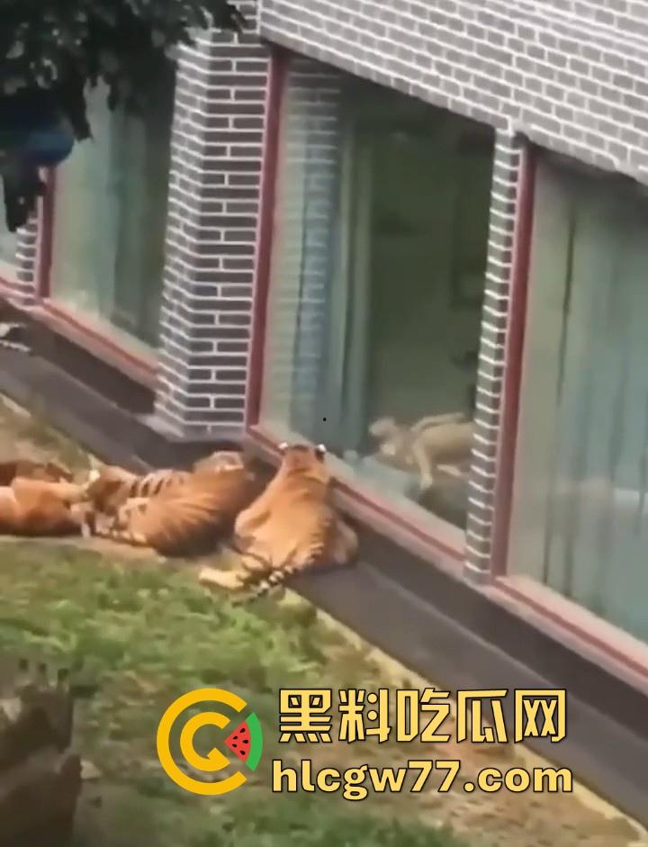 广西柳州雄景生态酒店 美女落地窗前全裸勾引老虎 多方位展示娇躯 大胆露出小穴 老虎竟看的津津有味！-7