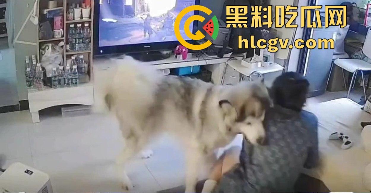 阿拉斯加趁女主人换手柄扑上去玩后入想日逼！妹子挣扎半天脱身，气得直发火！-1