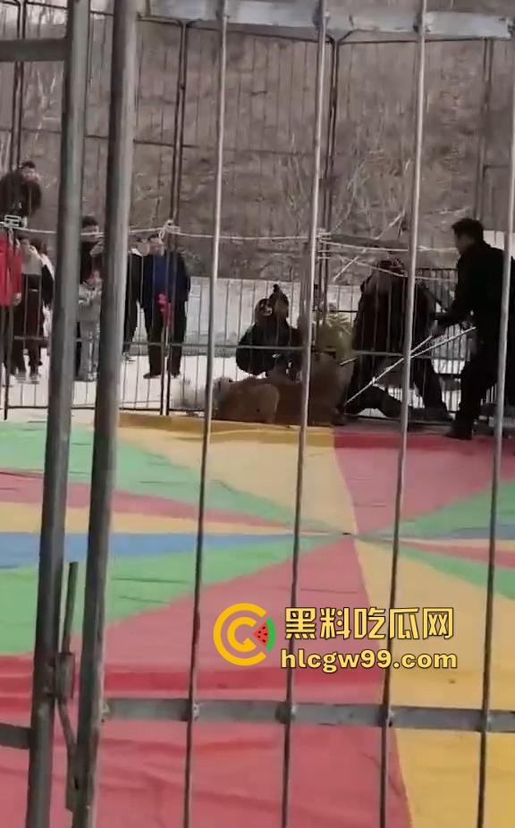 山西运城大年初三狮子突然发疯当街撕咬活人 驯兽师狂揍都没用 死咬不松口！-10