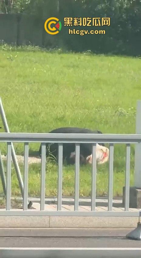 江苏街头霸道总裁当众发狂！大庭广众之下草坪硬上女伴，女性安全真的没个谱！-4