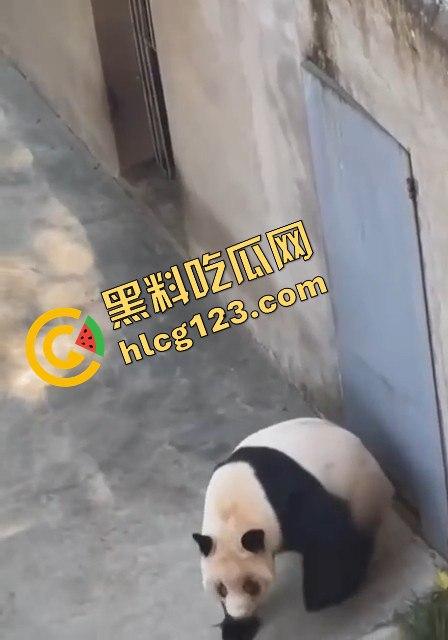 重庆动物园熊猫发狂，饲养员被推倒现场尖叫不断！-14
