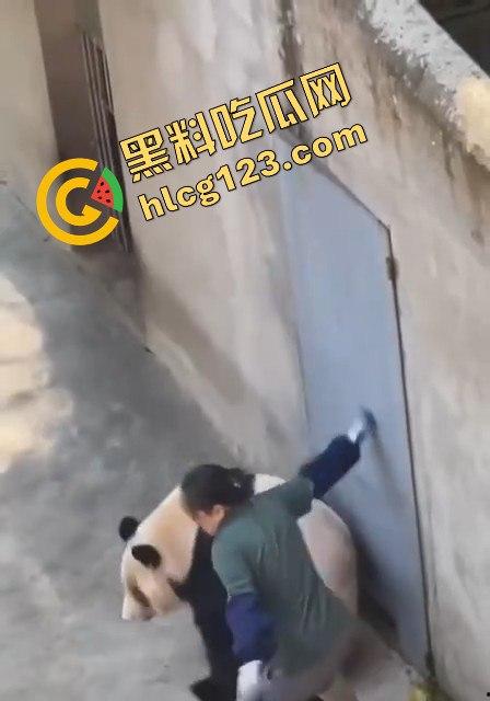 重庆动物园熊猫发狂，饲养员被推倒现场尖叫不断！-15