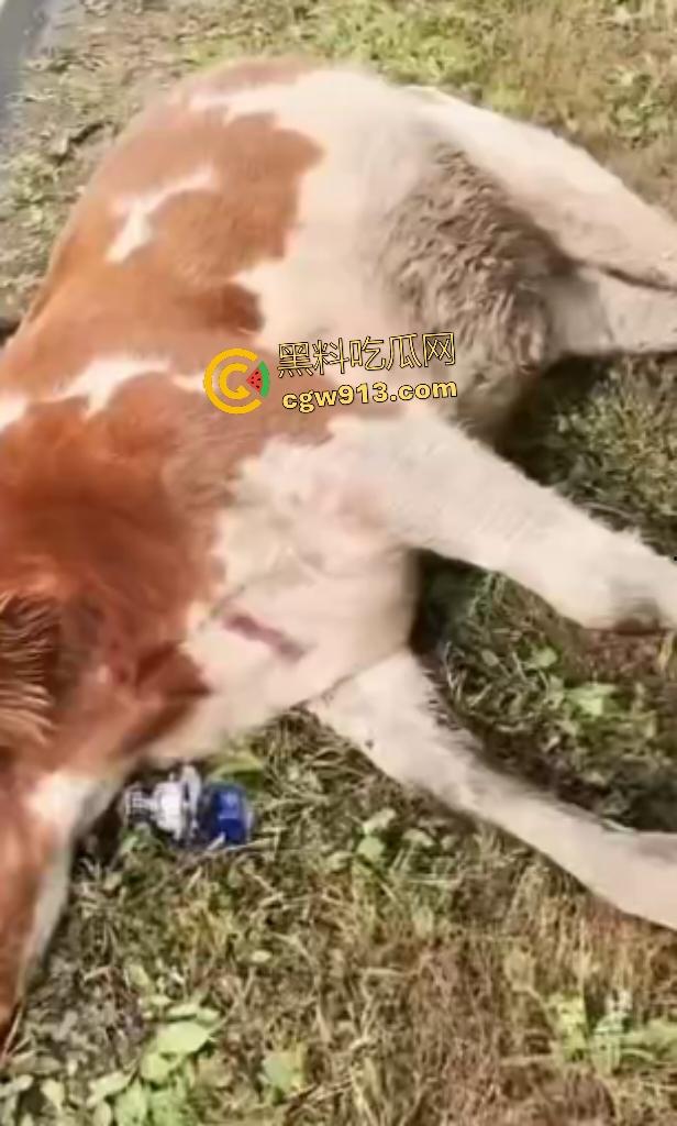 黑龙江货车狂飙撞扁16头活牛，尸体拉长成肉泥，丢草丛无人收，这下司机要赔得血本无归！-6