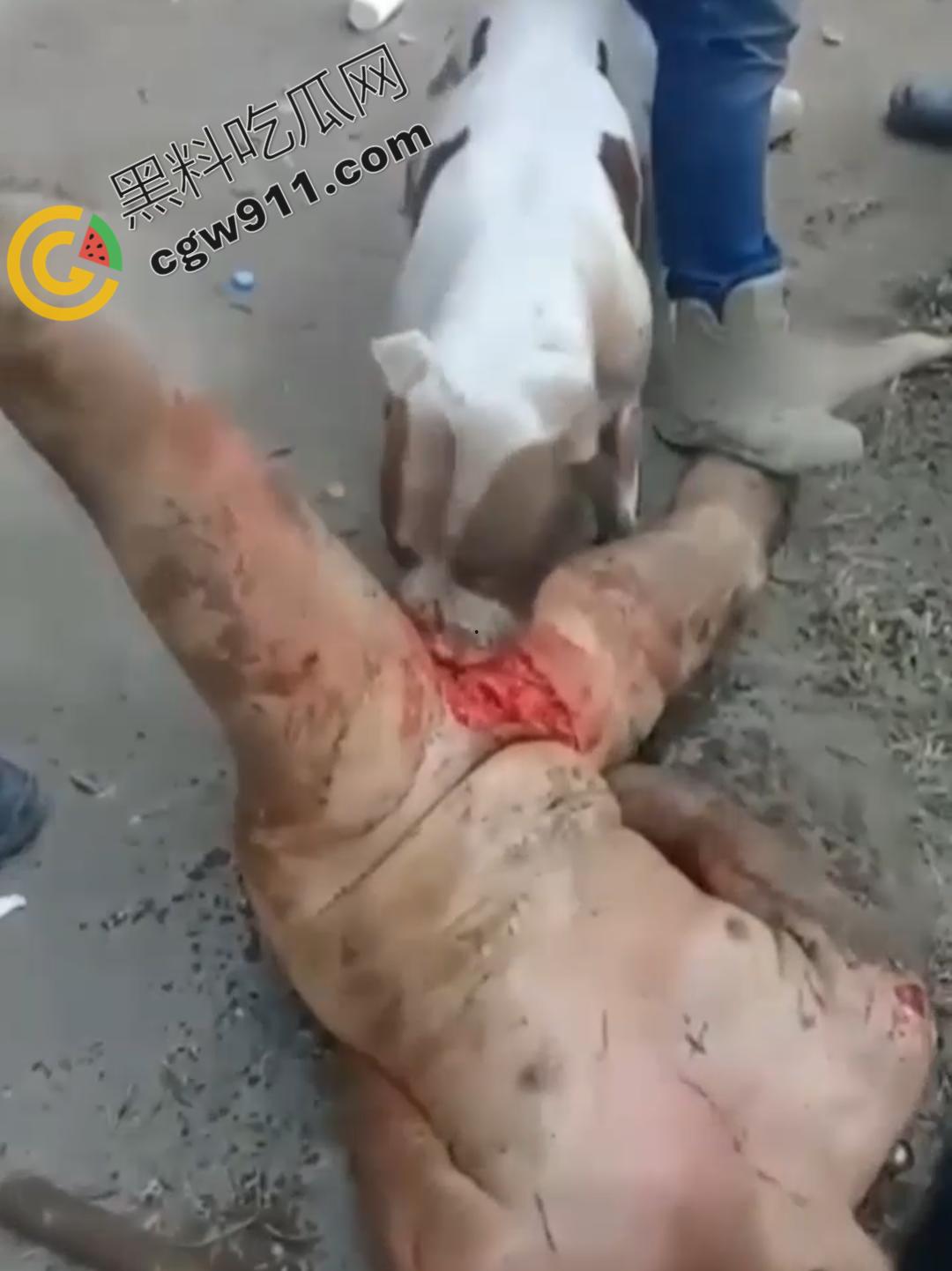 墨西哥城黑帮刑事件：裸男遭受斗牛犬撕咬生吞下体生殖器，画面血腥到令人作呕！-3