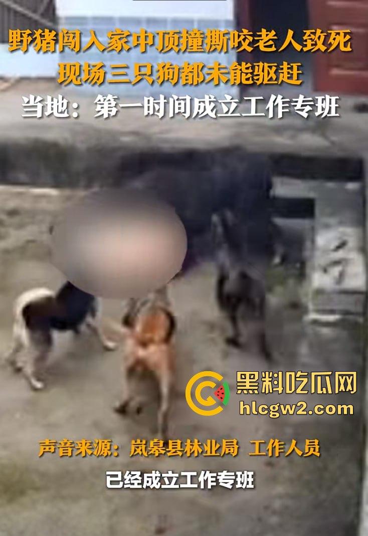 陕西安康野猪闯入民宅撕咬老人致死，老人被反复顶撞撕咬惨不忍睹，野猪仍在追捕中！-11