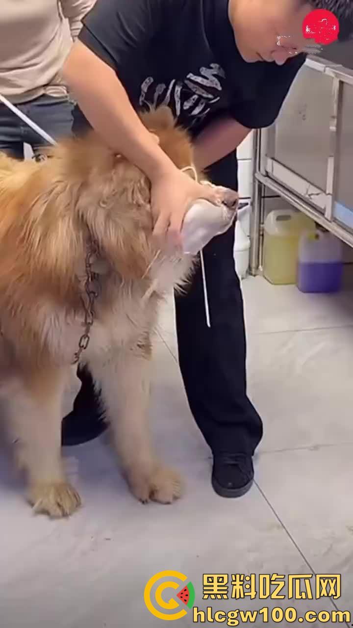 千万粉网红【潘宏爱玩狗】深陷虐狗风波，艾特直播洗澡窒息死亡，【陈乔恩】发声批判-5