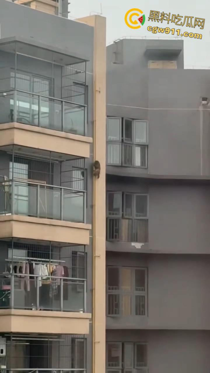 南宁龙光小区夜半惊现高层猴哥，飞檐走壁身手了得，消防员连夜在笼子周围放香蕉围捕，几次都让它溜走！-5