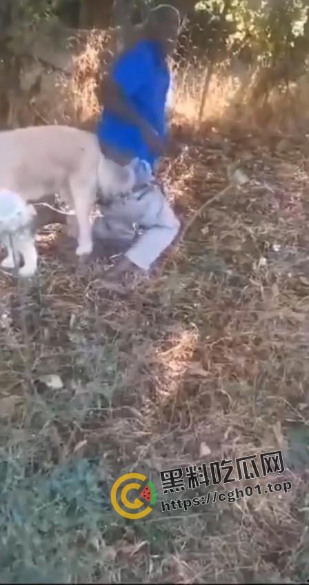 老尼哥被狗草了！这位黑大爷口味属实有点重啊-4