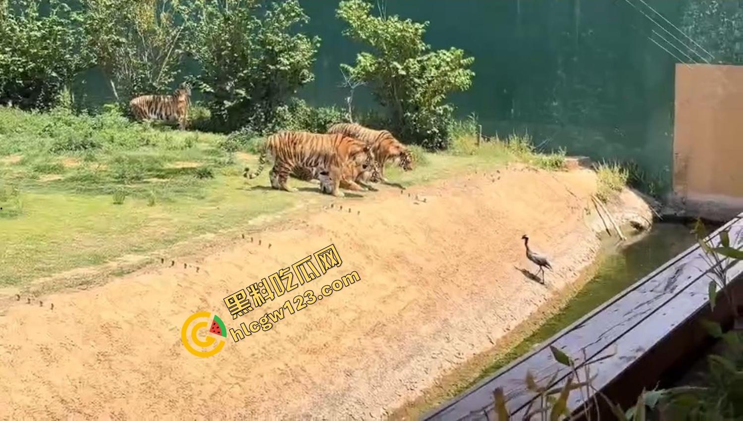 山东德州欧乐堡惊现一只大鹤误入虎区，七虎围成战术扇形现场1V7，最后成了热菜！-4