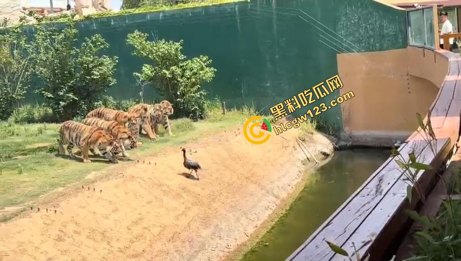 山东德州欧乐堡惊现一只大鹤误入虎区，七虎围成战术扇形现场1V7，最后成了热菜！-7