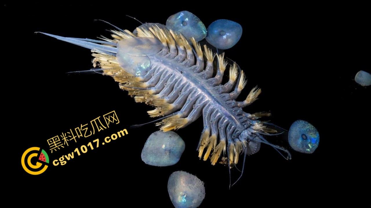 南极科考内部视频劲爆流出:30种未知致命生物!从“死亡之球”到“僵尸蠕虫”,史前病毒横行,足以令人毛骨悚然!-4