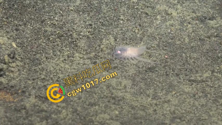 南极科考内部视频劲爆流出:30种未知致命生物!从“死亡之球”到“僵尸蠕虫”,史前病毒横行,足以令人毛骨悚然!-8