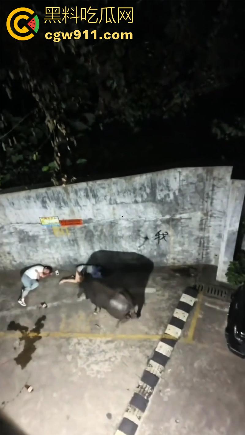 广西藤县河西疯牛伤人事件，伤者正在治疗疯牛仍在逃，警方联合多部门在大冲肚区域追捕！-2