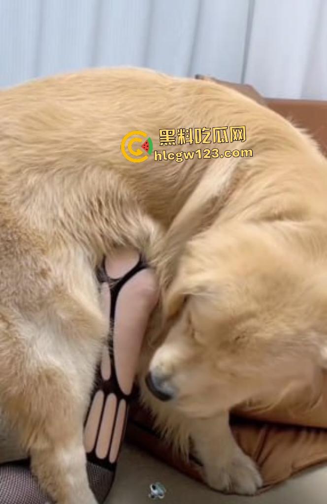 华中科技大学博士【秦妮】连体黑丝被金毛后入肥B叫声，男友在一旁被狗“绿”得真过瘾！-6