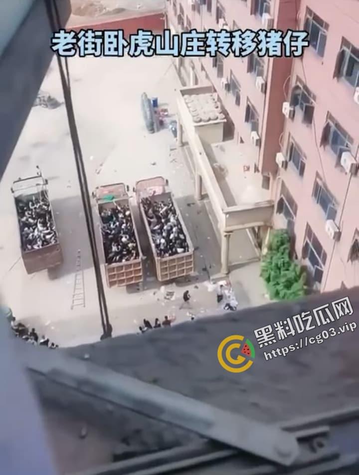 缅甸 电诈集团 卧虎山庄 屠杀中国人事件  用垃圾车大规模转移猪仔 简直人性泯灭！-10