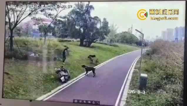江西赣州母女在公园散步被四条野狗攻击撕咬，扯下来的肉被吃掉，暴露性伤口可以塞进一只手-5
