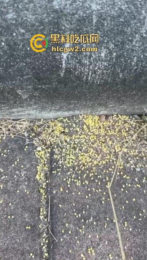 广州番禺区遛狗的注意了！有人在河边下毒，什么变态玩意儿？小心爱犬中招！-9