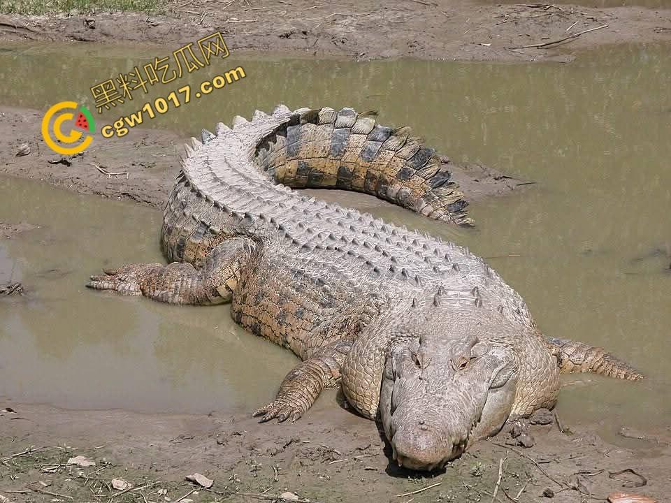 男子野泳惨遭鳄鱼袭击，身体被肆意撕裂，尸体血肉模糊，搜救队惊惧地目睹这惨绝人寰的一幕-2