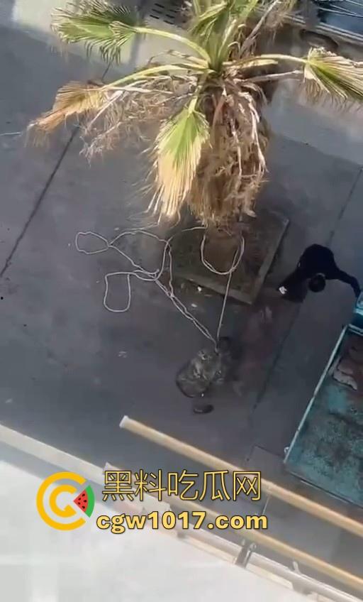 七年老狗反咬主人，不是虐待就突然发疯，满脸都是血，大型狗真恐怖，随后安排处死，这时候爱狗人士怎么不说话了！-7