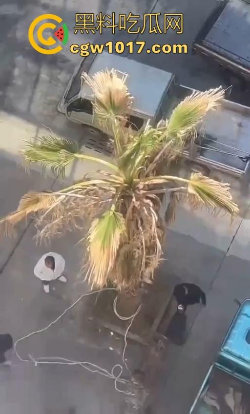 七年老狗反咬主人，不是虐待就突然发疯，满脸都是血，大型狗真恐怖，随后安排处死，这时候爱狗人士怎么不说话了！-9